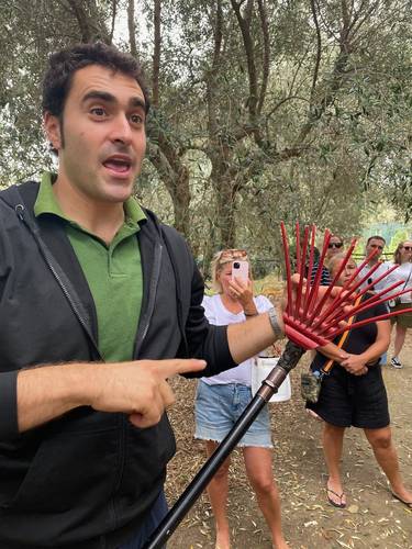 Olives are harvested in the same way they always have been, for centuries. The trees/branches are shaken and the ripe olives fall onto a ground tarp. However, now electric/vibrating rakes are used to save time and 'man power.'