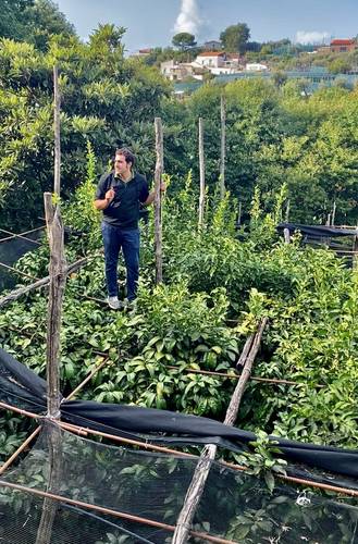 Roberto on top of the lemon grove's chestnut tree trellises.