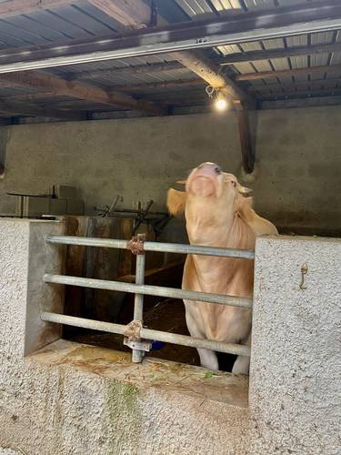 Sorrento 2: An Agri-Tour of La Masseria Family Farm Photo