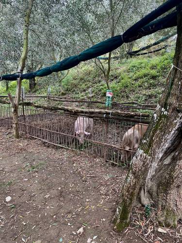 All fencing/trellises on the farm are from chestnut trees that are grown just for this purpose. They grow fast, straight, and tall and are the perfect diameter to use in a variety of ways.