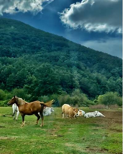 Finally, back down to the meadow with the horses and cows. Otto says "hi."