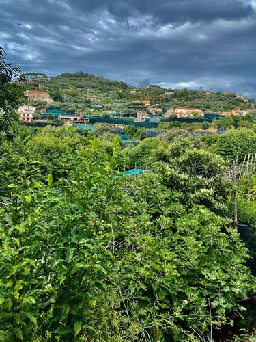 There are many small farms of lemon and olive groves tucked behind the the hills of Sorrento.