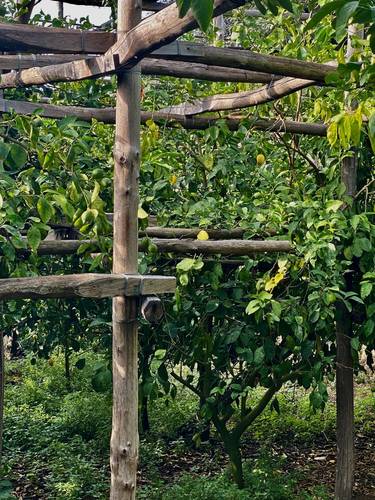 The chestnut tree trunk trellises.