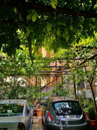 Lemons grow everywhere in Sorrento - even as a canopy for this parking lot.