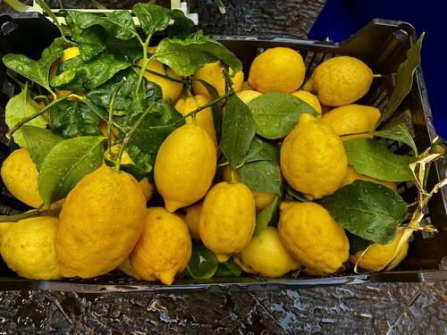 This family farm grows primarily lemons and olives, but also produces its own wine, cured meats, and Lemoncella appertif.