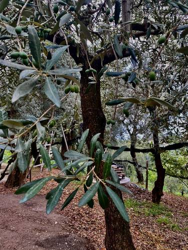 Olive trees.