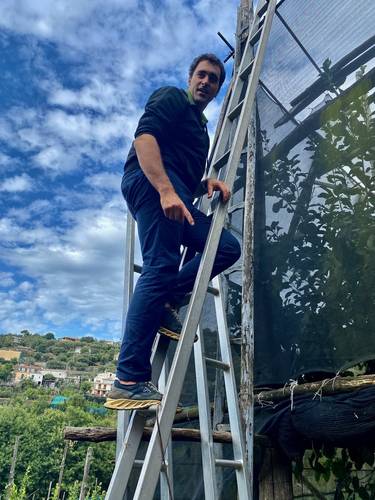 Roberto climbing up his own personalized ladder to scamper on top of lemon grove's canopy of trellises.