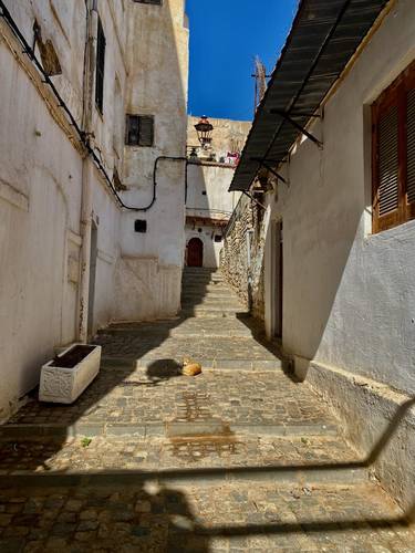 Algiers is a cat city. Feral cats are everywhere. They are probably important in controlling rats in this densely populated space.